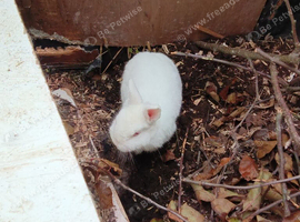 Snowball a pure Netherland Dwarf.