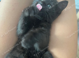 Tabby kitten