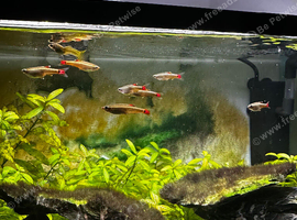 White cloud mountain minnows