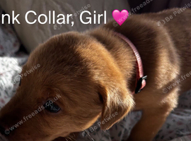 Red Fox Labradors for sale