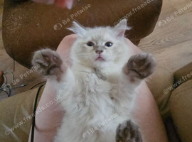 Ragdoll kittens