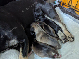 Staffy cross puppies