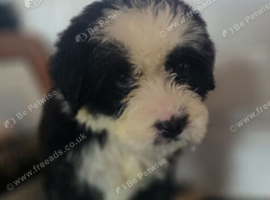 For sale females puppy