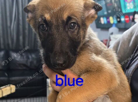 Pups for sale