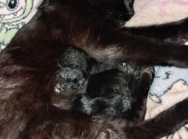 3 beautiful kittens for sale