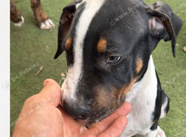 5 Mastiff cross ridgeback