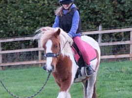 SUPER PONY FOR SALE
