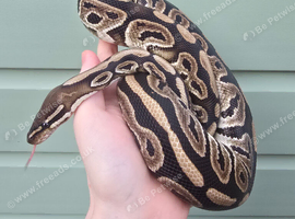 MJ axanthic ball python