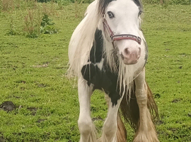 Mini cob gelding
