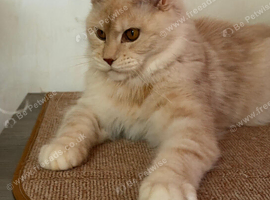 Female maine coon