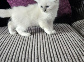 Stunning Ragdolls ready for new home