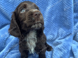 Show Cocker Spaniels looking for Homes last girl left
