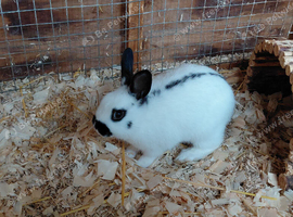 Rescue.Sweet mini girl. Quiet and loves to go on the grass. 6 months old.Beautiful little girl.