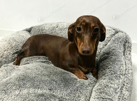 Miniature dachshund girl