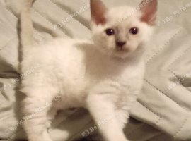 Part ragdoll Kittens ready to view
