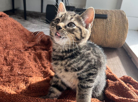 Tabby Kittens | 3 Available