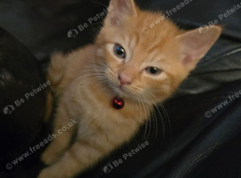 Ginger & white female siberian cross kitten