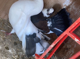 Good breed fantail pair for sale