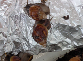 Giant African Land Snails