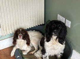4 year old kc English springer spaniel bitch.