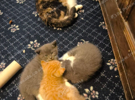 Three Lovely Female Kittens | Two Grey & One Ginger | Bristo