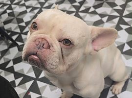 french bulldog for sale