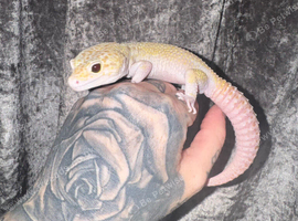 Super Giant Mack Snow Tremper (M) Leopard Gecko