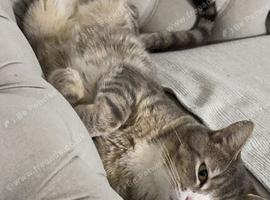 Snowy & Milo - Loving Bonded Pair Looking for a New Home