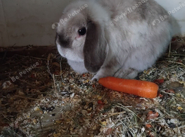Female breeding lop