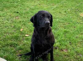 Labrador Retreivers Great pups For sale KC REG