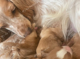 cocer spaniel puppies