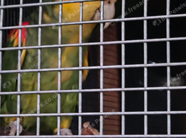 Amazon parrots