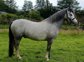 Part bred Connemara gelding