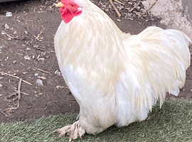 Pekin Bantam cockerels in need of new homes