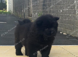 REDUCED  4 KC REGISTERED CHOW CHOW PUPPIES &ndash; CARDIFF
