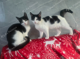 2 beautiful kittens