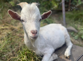 Pygmy goat for sale or swap