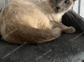 Siamese cross ragdoll