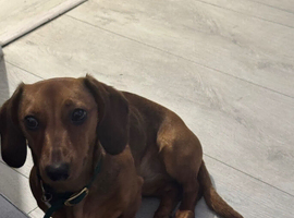 Marley needs a new home