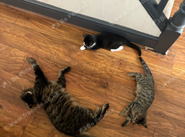 2x KITTENS MUST GO TOGETHER