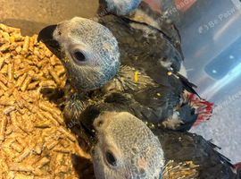 Baby african greys