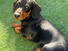 Black and Tan miniature dachshand for stud