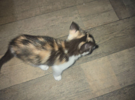 Ragdoll crossed Calico kitten