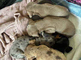Title Beautiful Miniature Dachshund Puppies Dapple, Black & Tan, Lilac and Chocolate 2 Boys, 3 Girls