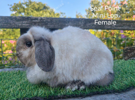 Various adult mini Lops