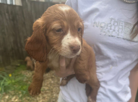 Cocker spaniels puppies