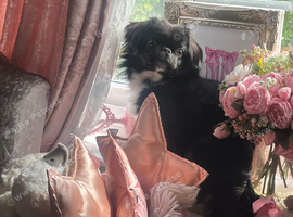 Black Pekingese puppy
