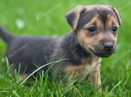 Jack Russell puppy