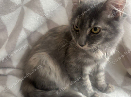 Norwegian Forrest Mainecoon