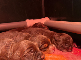 Gorgeous Chocolate working cocker pups